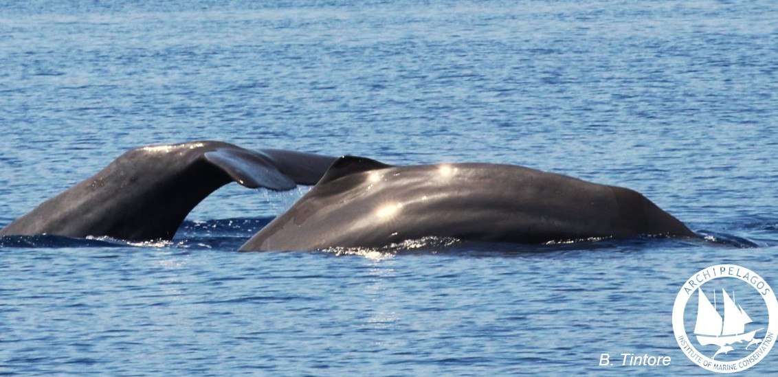 Μοναδικές εικόνες από την Ικαρία: Καταγράφηκαν δύο φάλαινες φυσητήρες