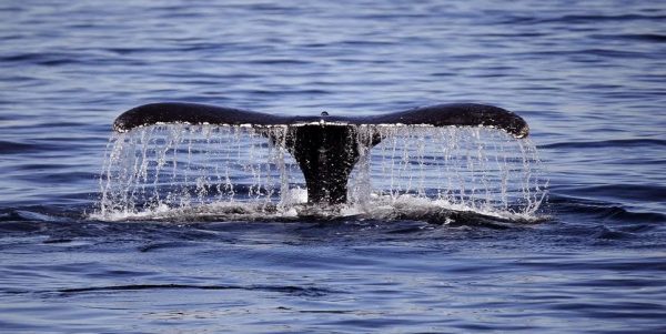 Μυστήριο με τις φάλαινες που σταμάτησαν να τραγουδούν – Απειλή για την ανθρωπότητα
