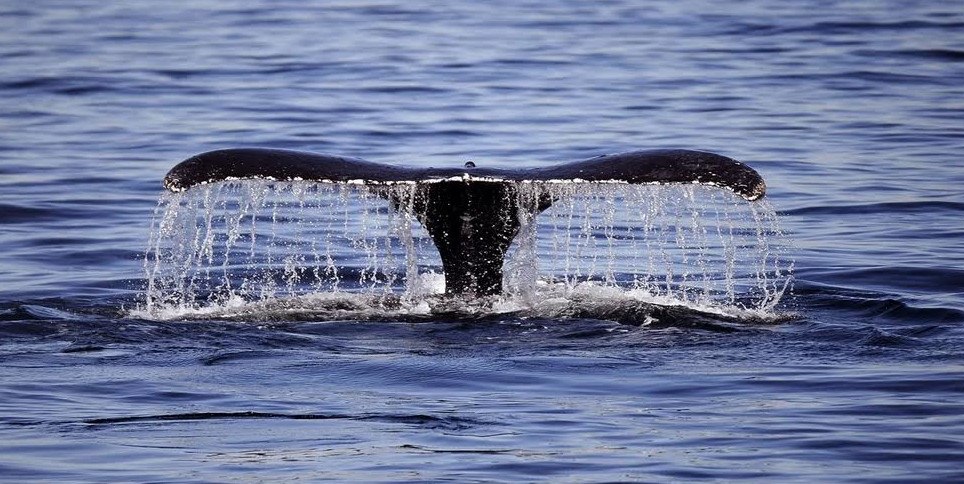 Μυστήριο με τις φάλαινες που σταμάτησαν να τραγουδούν – Απειλή για την ανθρωπότητα