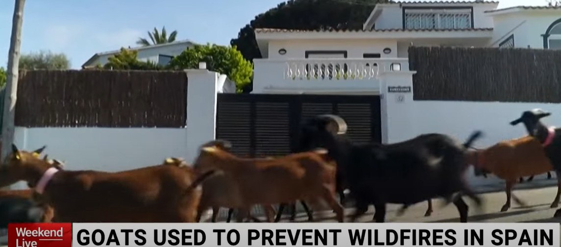Ισπανία: Κατσίκες «πυροσβέστες» περιπολούν σε δάση για να σώσουν τη χώρα από τις πυρκαγιές