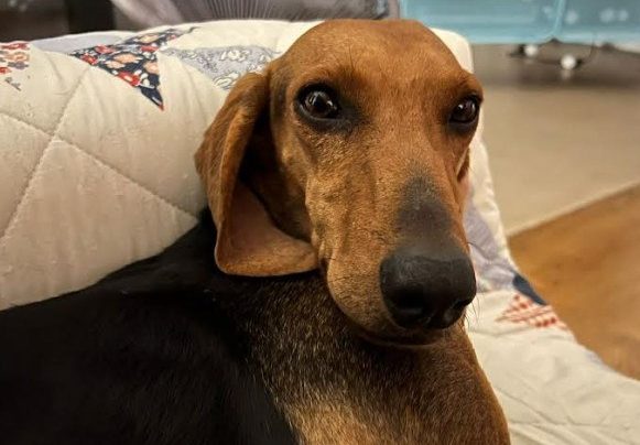 Ψάχνουμε τον σκυλάκο της φωτογραφίας - Δίνεται μεγάλη αμοιβή