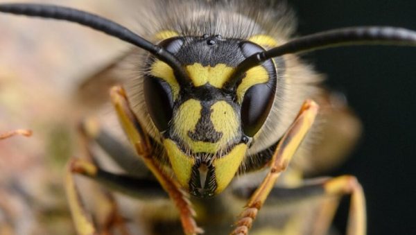 Εντοπίστηκε ραδιενεργή σφηκοφωλιά σε χώρο που κατασκευάζονταν πυρηνικά όπλα