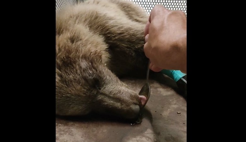 Αρκτούρος: Διάσωση αρκούδας έπειτα από τροχαίο - «Την ονομάσαμε Κίρκη γιατί μας μάγεψε»