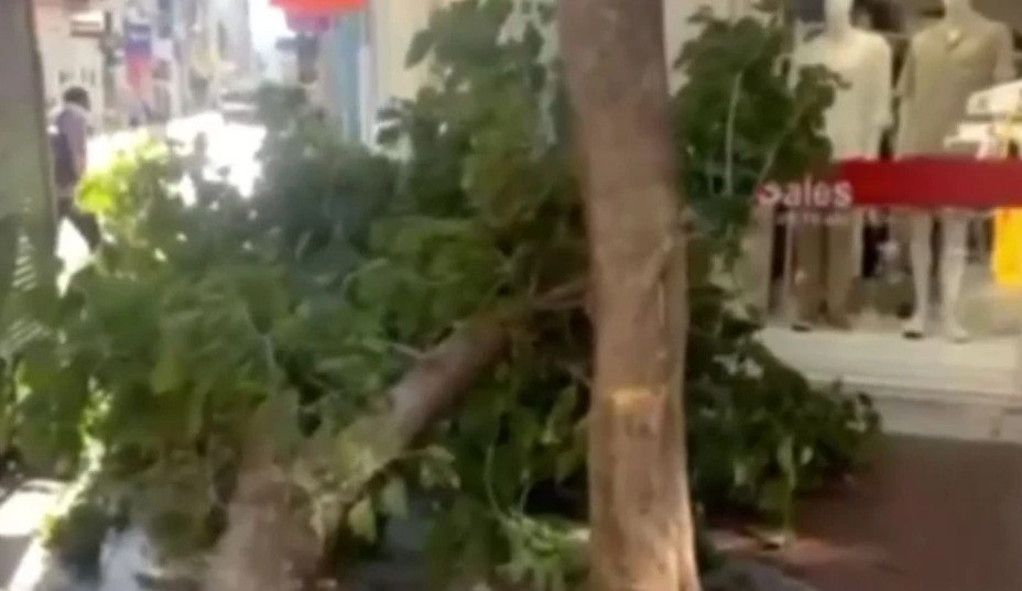 Πτώση δέντρου στην Ερμού λόγω ισχυρών ανέμων – Αναστάτωση στο κέντρο της Αθήνας