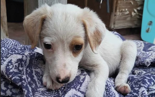 Αυτό το κουταβάκι αναζητά το παντοτινό του σπίτι!