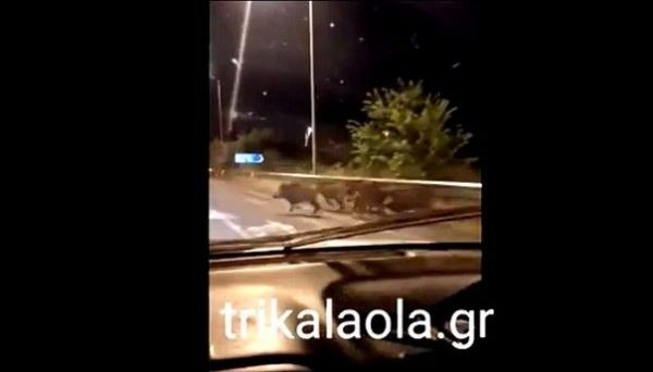 Δικυκλιστής τράκαρε με… κοπάδι αγριογούρουνα και μεταφέρθηκε νοσοκομείο με κατάγματα