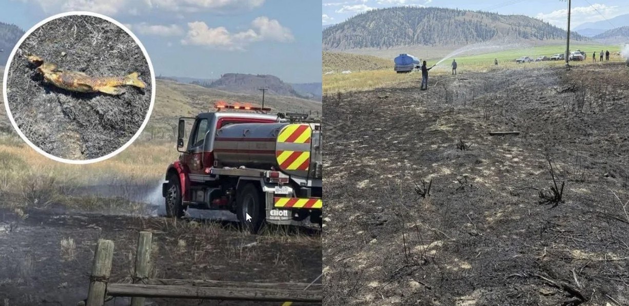 Συνέβη στον Καναδά: Ψάρι... έπεσε από τον ουρανό και προκάλεσε πυρκαγιά!