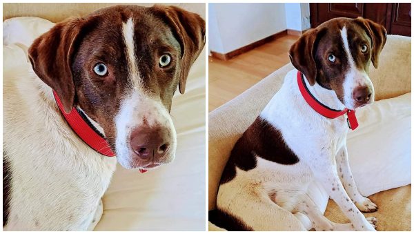 Η Αμελί θέλει να ζήσει - Ας τη βοηθήσουμε όλοι!