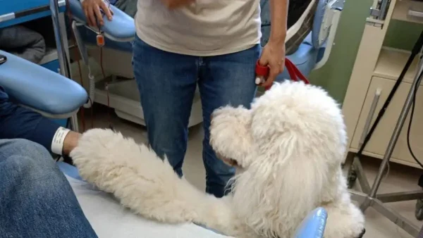 Νοσοκομείο «Μεταξά»: Σκύλοι κρατούν συντροφιά σε ασθενείς κατά τη διάρκεια χημειοθεραπείας