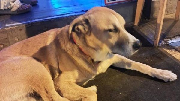 Μήπως αναζητάτε το σκυλάκι της φωτογραφίας;