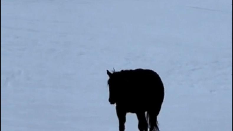 Το άλογο που έχει τρελάνει το internet – Πηγαίνει μπροστά ή πίσω;