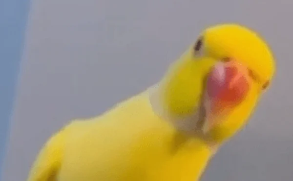 Συνέβη και αυτό: Παπαγάλος «κελάηδησε» την αλήθεια και ξεσκέπασε σπείρα ναρκωτικών - Η φράση «κλειδί»