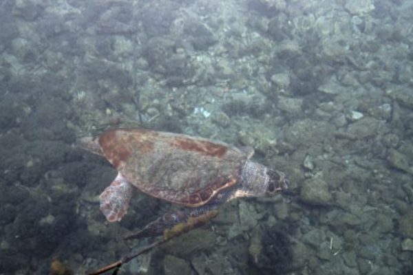 Θαλάσσια χελώνα έκοψε δάχτυλο γυναίκας που έκανε μπάνιο στην Ανάβυσσο – Επιτέθηκε και σε άλλους δύο