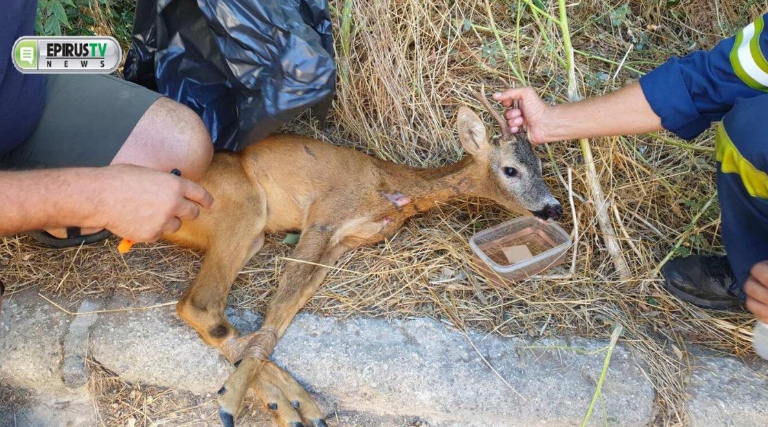 Διάσωση ζαρκαδιού που περιπλανιόταν στην πόλη των Ιωαννίνων
