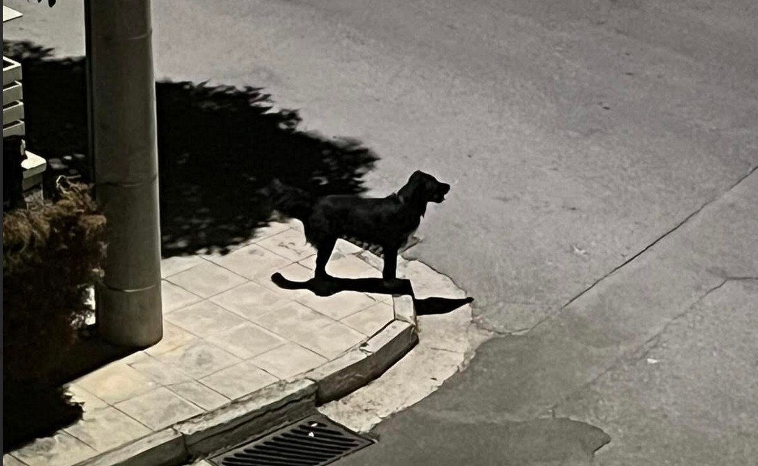 Πρόβλημα με αδέσποτα στη Νέα Άμπλιανη Λαμίας