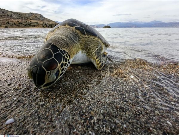 Τραυματισμένη στο κεφάλι καρέτα καρέτα στις ακτές του Μύτικα - Ειδοποιήθηκε το Λιμενικό