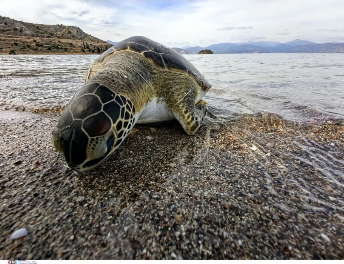 Τραυματισμένη στο κεφάλι καρέτα καρέτα στις ακτές του Μύτικα - Ειδοποιήθηκε το Λιμενικό