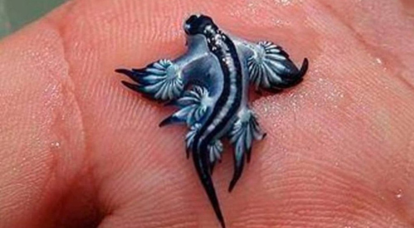 Τι είναι ο μπλε δράκος: «Αν σας τσιμπήσει, ζητήστε αμέσως πρώτες βοήθειες» - Γιατί η Ισπανία έκλεισε παραλίες της