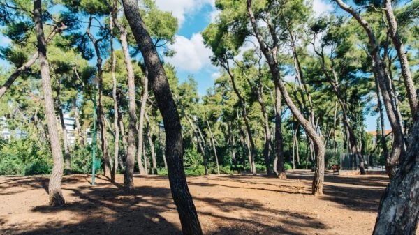 Δήμος Αθηναίων: Κλείνει μέχρι νεωτέρας το Άλσος Χωροφυλακής για το παράνομο νεκροταφείο ζώων 