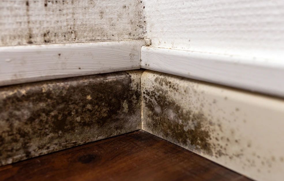 «Θα έπρεπε να με πληρώνουν για να μένω εκεί!» – Αγγελία για σπίτι γεμάτο μούχλα προκάλεσε αντιδράσεις