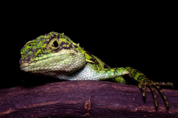 Νέο είδος σαύρας ανακαλύφθηκε στο Αιγαίο – «Θησαυρός βιοποικιλότητας τα ελληνικά βραχονήσια»