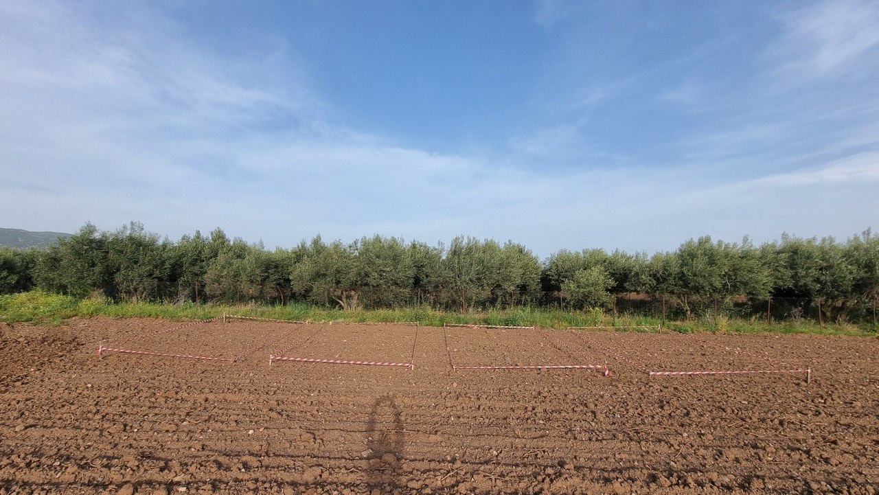 Ο ρόλος της στέβιας στην πρόληψη και διαχείριση χρόνιων παθήσεων