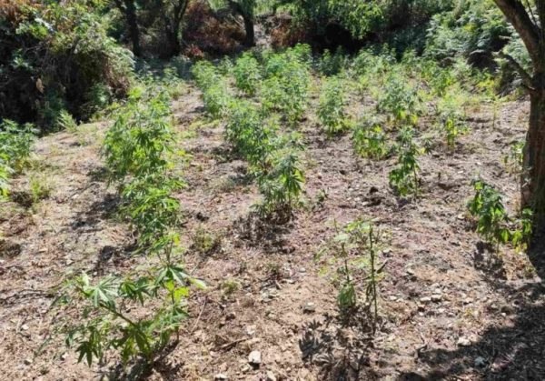 Λάρισα: Επιχείρηση για ακόμα μια μεγάλη χασισοφυτεία – Περισσότερα από 5.000 δενδρύλλια