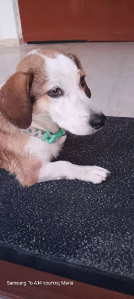 Βρέθηκε το σκυλάκι της φωτογραφίας σε χωριό της Λαμίας.