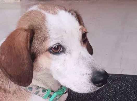 Βρέθηκε το σκυλάκι της φωτογραφίας σε χωριό της Λαμίας.