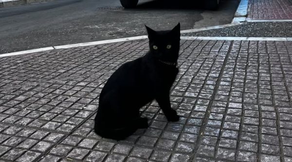 Βρέθηκε γατάκι στο κέντρο της Λαμίας