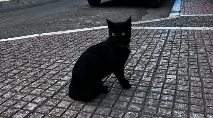 Βρέθηκε γατάκι στο κέντρο της Λαμίας