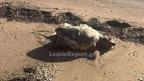 Νεκρή χελώνα σε παραλία της Φθιώτιδας