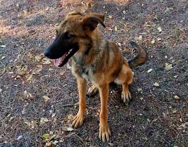 Χάθηκε η σκυλίτσα της φωτογραφίας στις Ράχες