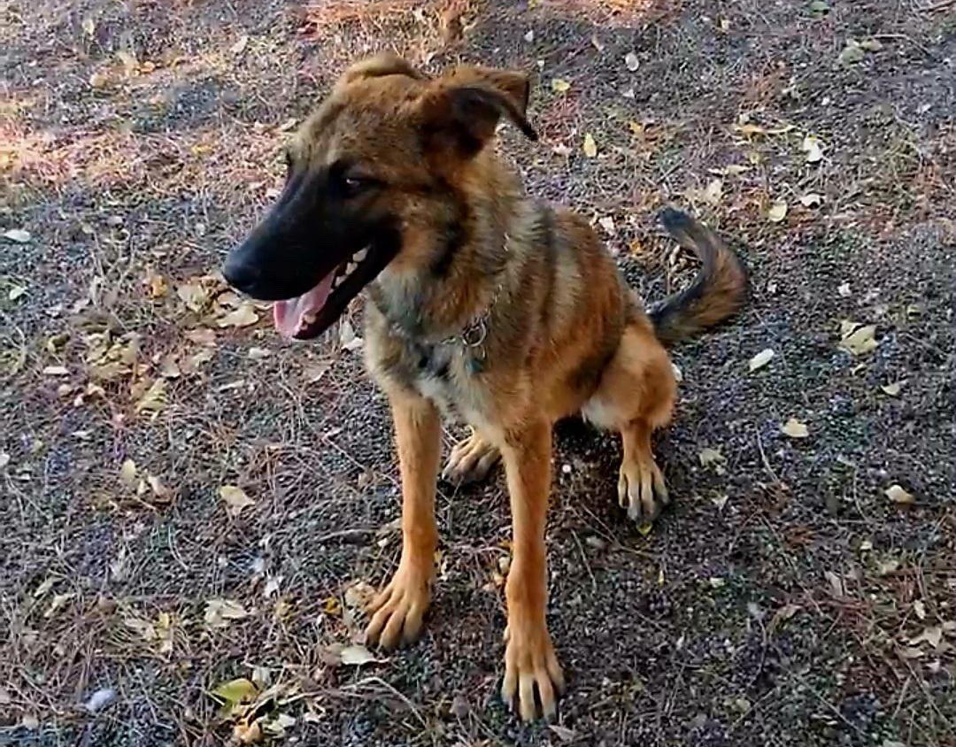 Χάθηκε η σκυλίτσα της φωτογραφίας στις Ράχες