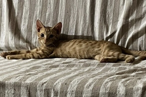 Χάθηκε γάτος στα Γαλανέικα