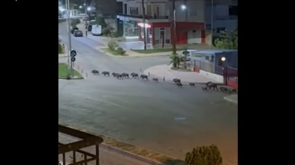 Γέμισε αγριογούρουνα η Λιβαδειά (ΒΙΝΤΕΟ)