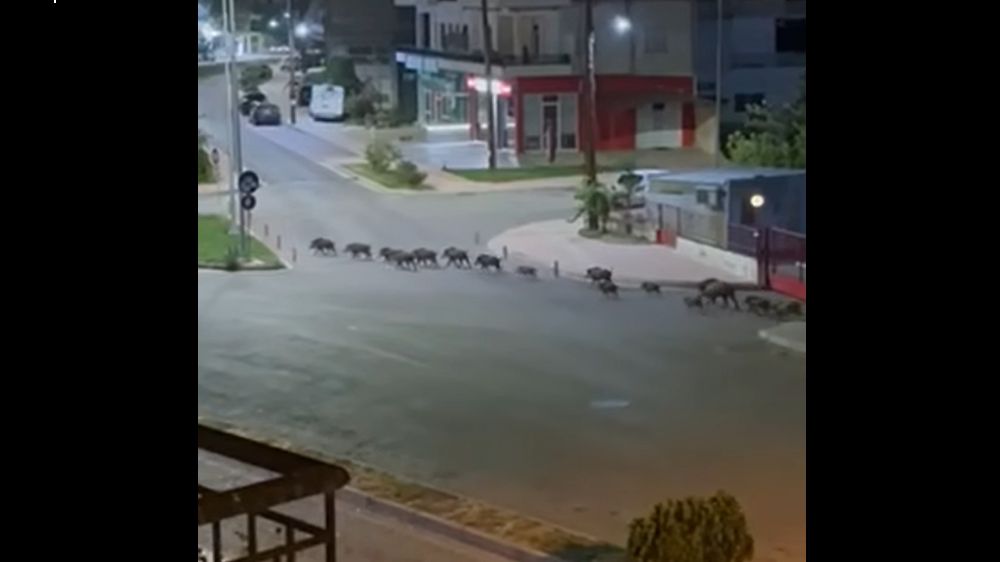 Γέμισε αγριογούρουνα η Λιβαδειά (ΒΙΝΤΕΟ)