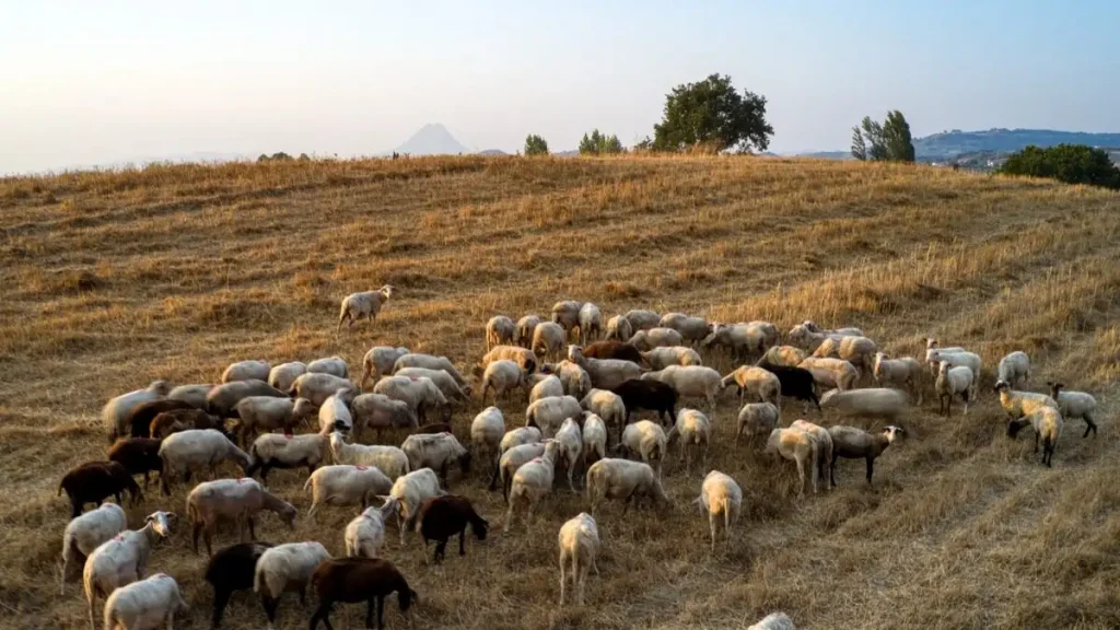Ευλογιά στα αιγοπρόβατα: Αυστηρά μέτρα και όχι μαζικός εμβολιασμός λέει η Εθνική Επιστημονική Επιτροπή Διαχείρισης και Ελέγχου