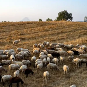 Ευλογιά στα αιγοπρόβατα: Αυστηρά μέτρα και όχι μαζικός εμβολιασμός λέει η Εθνική Επιστημονική Επιτροπή Διαχείρισης και Ελέγχου