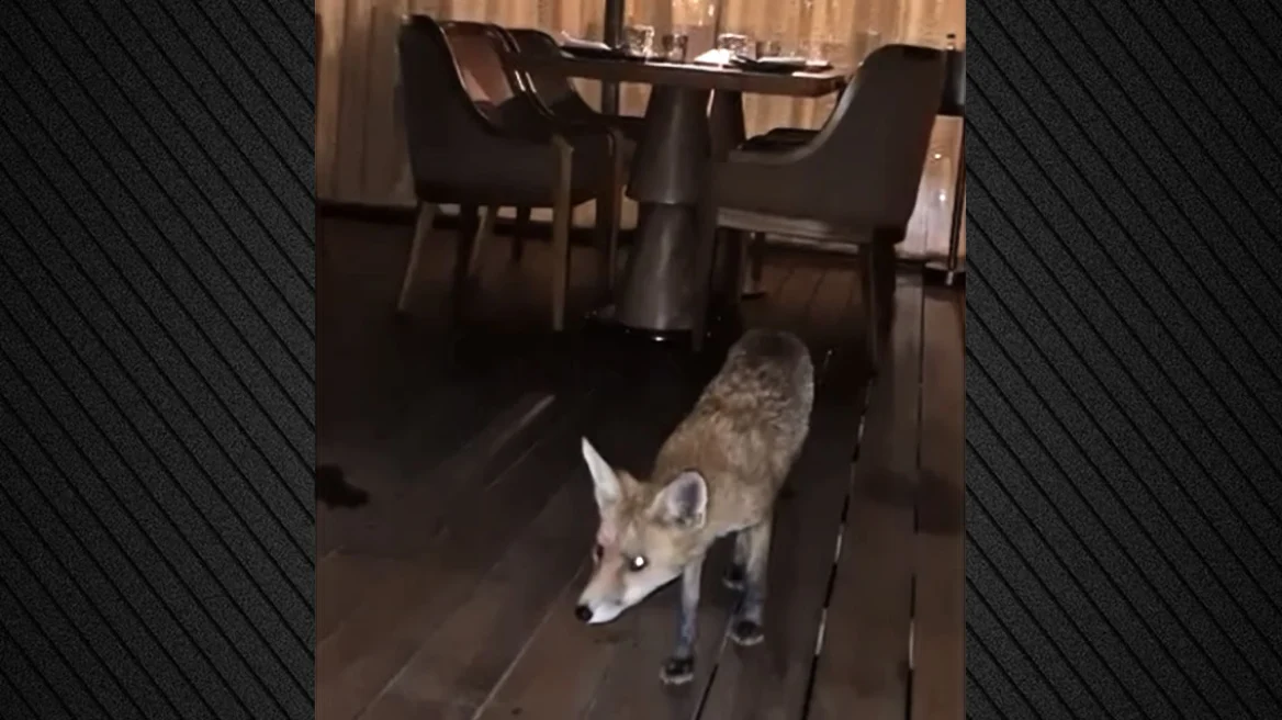 Γλυφάδα: Αλεπού σε εστιατόριο ξενοδοχείου, κυκλοφορούσε ανάμεσα στα τραπέζια - Δείτε βίντεο