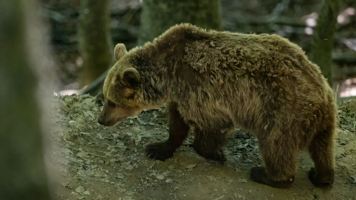 Αρκούδα επιτέθηκε σε ηλικιωμένο στη Δόλιανη Ζαγορίου – Νοσηλεύεται στο νοσοκομείο Ιωαννίνων