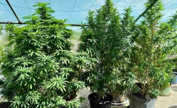 Λαμία: Τα δενδρύλλια κάνναβης είχαν γίνει δέντρα! Συνελήφθησαν πατέρας και γιος (ΦΩΤΟ)