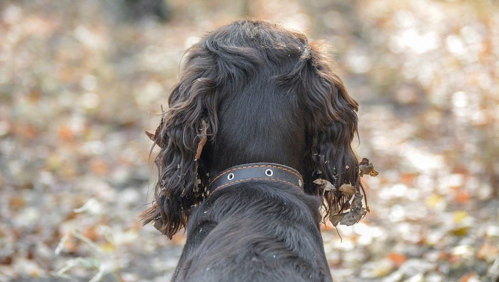 Λήμνος: Εγκατέλειψαν σκύλους στο καταφύγιο ζώων – «Τα πέταξαν σα να ήταν σακούλες σκουπιδιών»