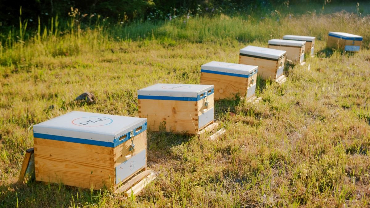 Η ΔΕΗ στηρίζει την αναγέννηση της φύσης στον Έβρο με 660.000 μέλισσες