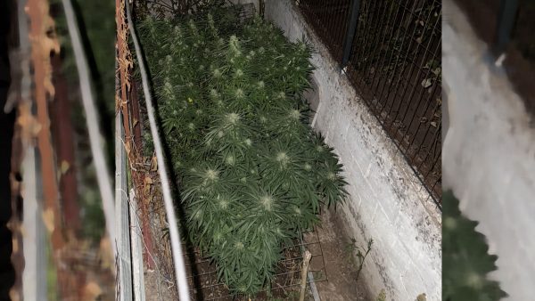 Ο κήπος έκρυβε δενδρύλλια κάνναβης - Είχαν ξεπεράσει το 1,5 μέτρο (ΦΩΤΟ)