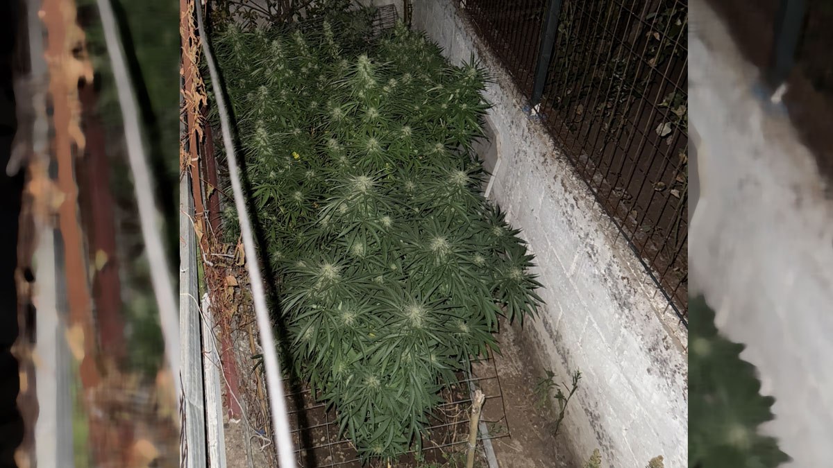 Ο κήπος έκρυβε δενδρύλλια κάνναβης - Είχαν ξεπεράσει το 1,5 μέτρο (ΦΩΤΟ)
