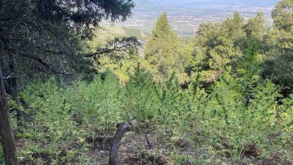 Λαμία: Εντοπίστηκε χασισοφυτεία με 576 δενδρύλλια (ΦΩΤΟ)