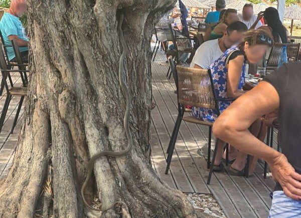 Πίνοντας καφέ με ένα φίδι δύο μέτρων στην Αλόννησο!