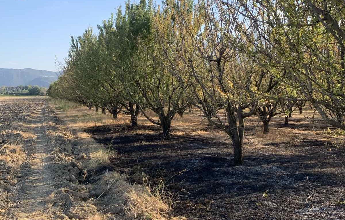 Πυρκαγιά έκαψε μεγάλο κτήμα με αμυγδαλιές στα Καλύβια Λαμίας