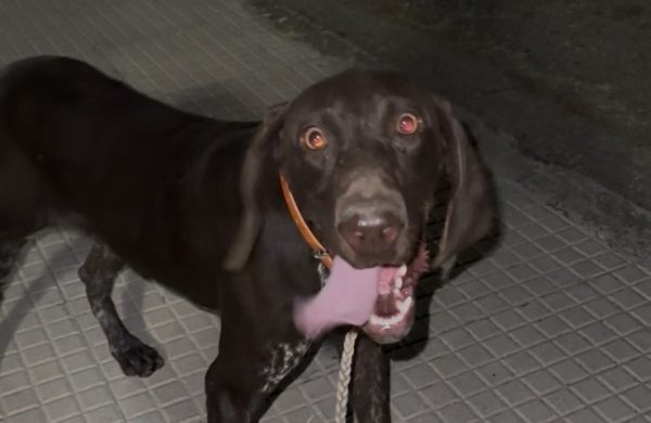 Μήπως ψάχνετε το σκυλάκι της φωτογραφίας;